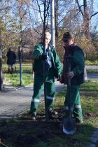 Nowe lipy ozdobią ulicę Słowackiego 

