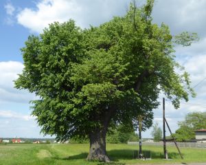 Projekt "Zielona Gmina"