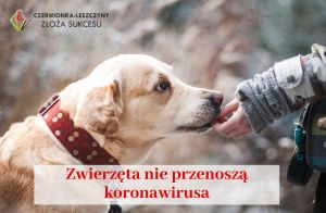 Koronawirus - opieka nad psami