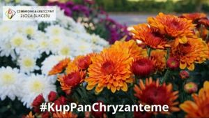 #kupPanChryzanteme - bądźmy solidarni ze sprzeda