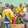 „Ogródek ze smakiem” powstał przy Przedszkolu w Bełku (19)