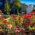  Lato w Czerwionce-Leszczynach na zdjęciach mieszkańców (5)