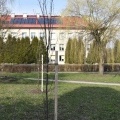 Przedwiosenne nasadzenia drzew i prace porządkowe (5)