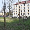 Przedwiosenne nasadzenia drzew i prace porządkowe (6)