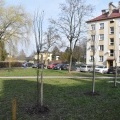 Przedwiosenne nasadzenia drzew i prace porządkowe (7)