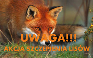 Akcja szczepienia lisów przeciwko wściekliźnie